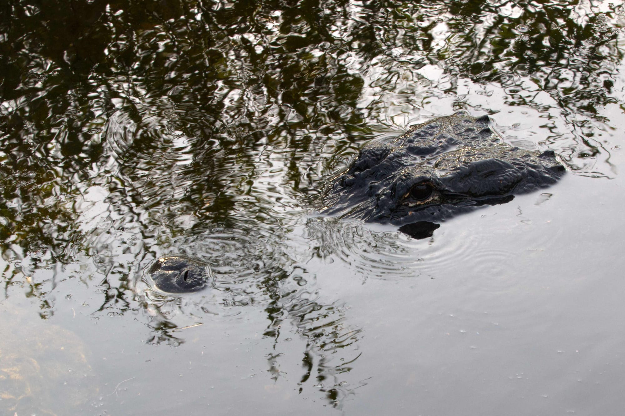 Special Coverage: Everglades Detention Center Panel at UU Miami