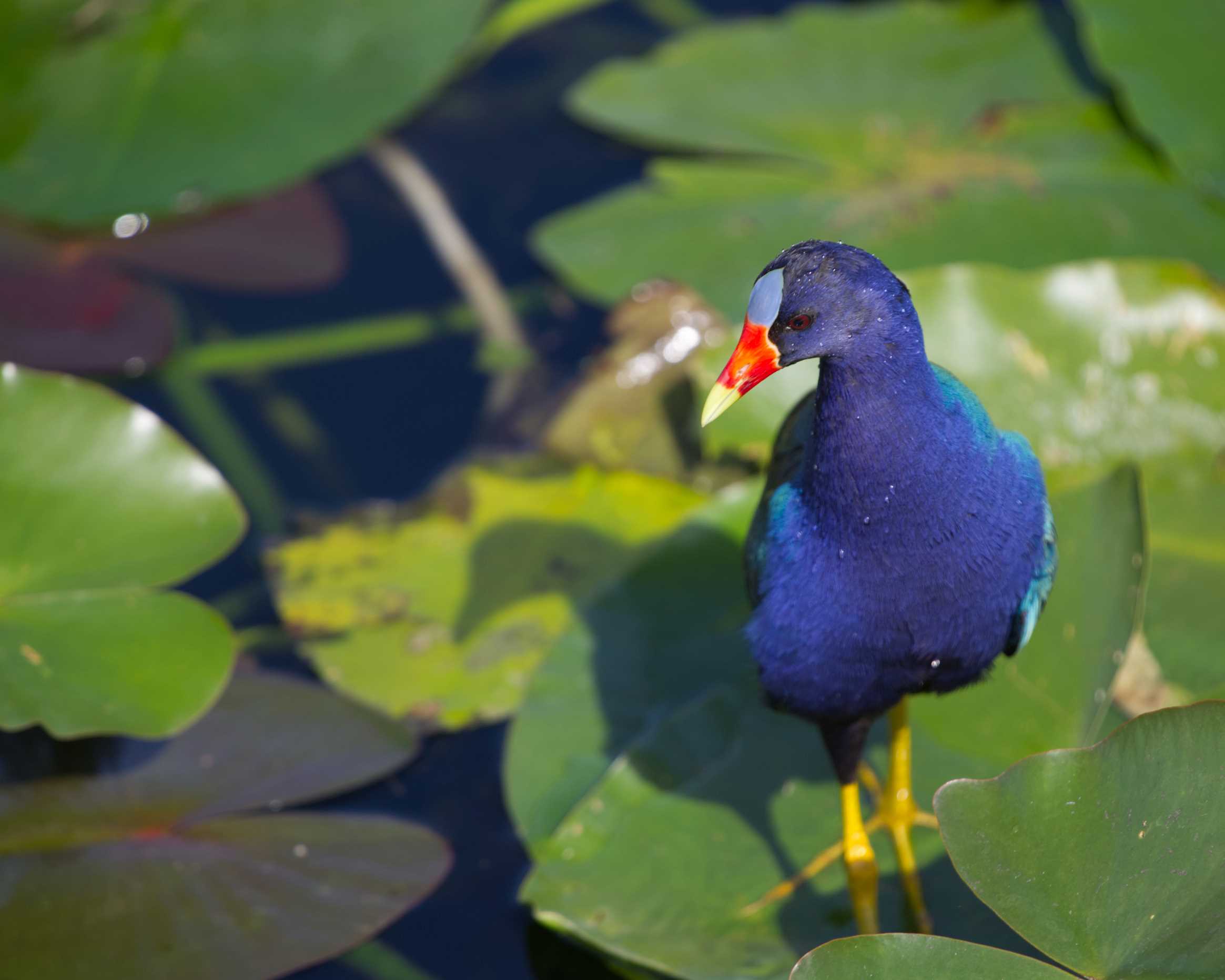 Thanksgiving in South Florida 2025