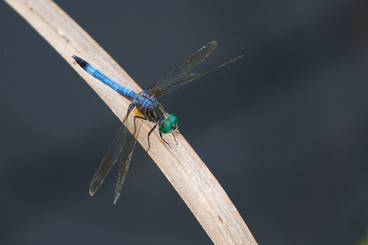 Bugs of the Everglades