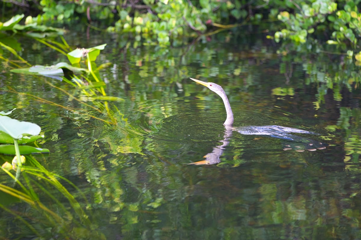 Birds of the Everglades