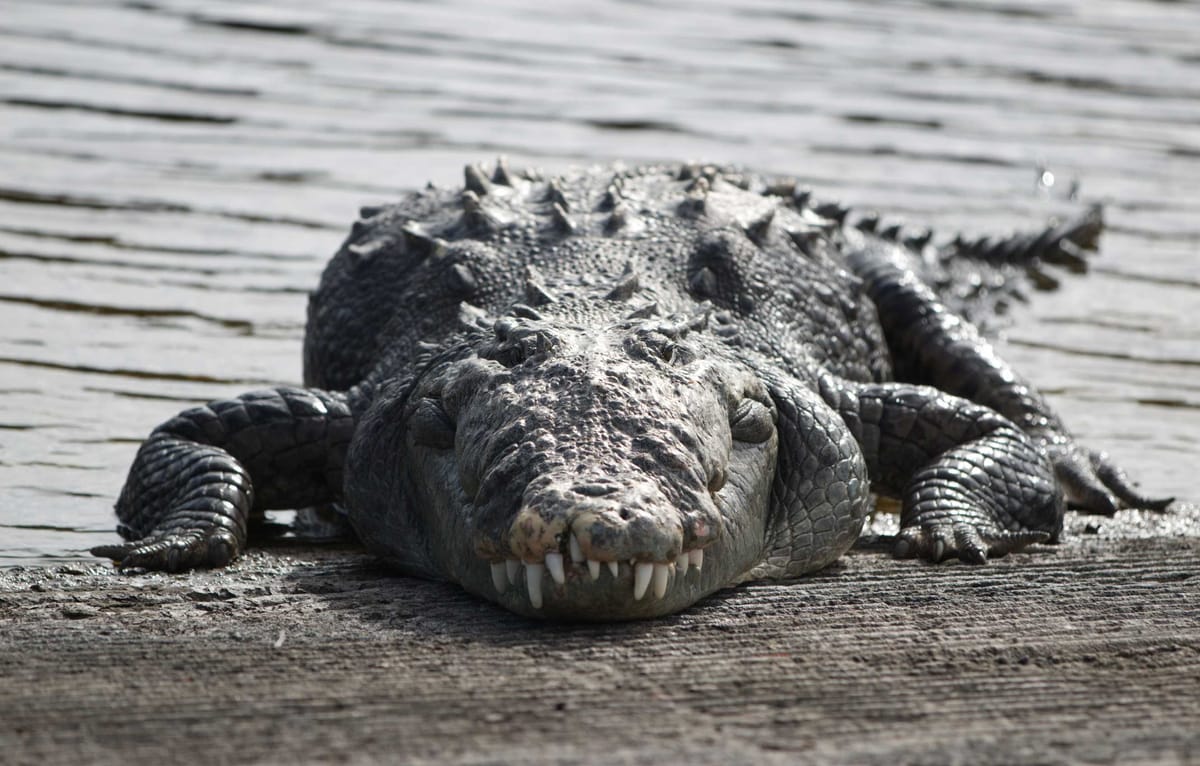 January 31, 2025 (a day late)