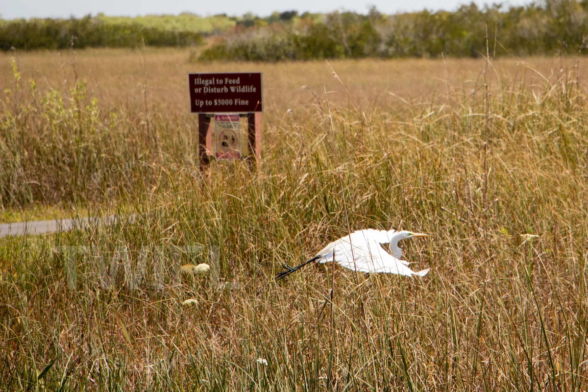 Alligator Alcatraz: week ending July 18, 2025