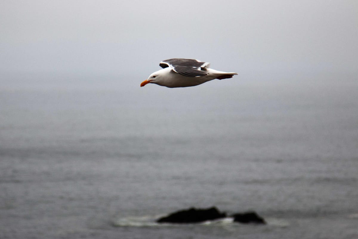 Week ending August 15, 2025