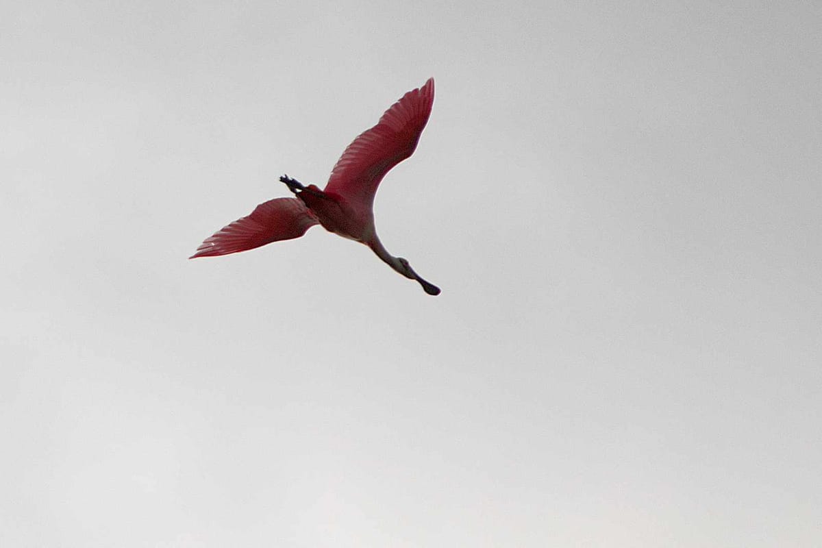 Week ending January 9, 2026