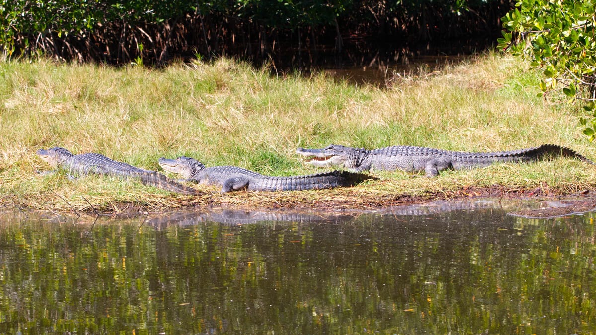 Prayer vigils, fear and birds in Florida: the week ending January 16, 2026