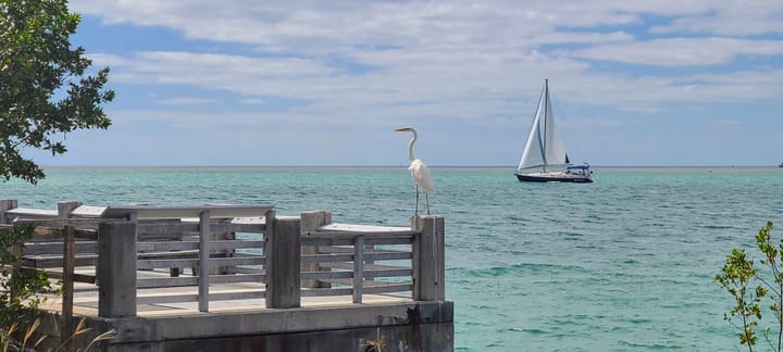 A bird stands on a fishing wharf looking out onto a placid Atlantic Ocean. A sail boat passes in the background.
