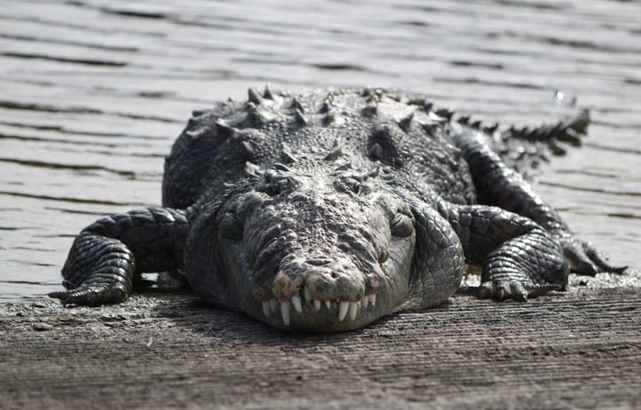 January 31, 2025 (a day late)