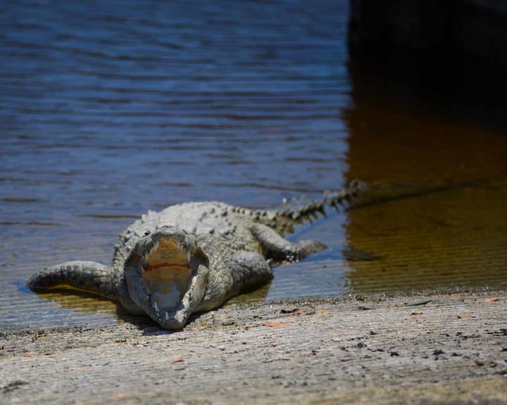 Just trying to thermoregulate