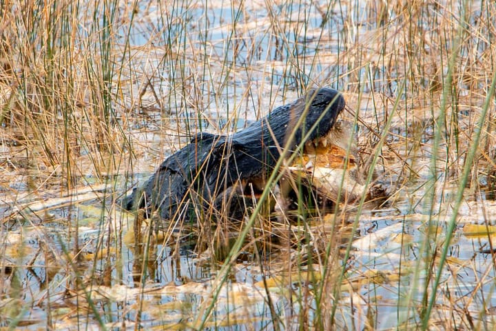 Rant on the Press: The Atlantic Agenda