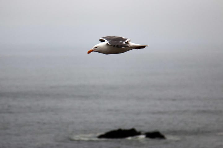 Week ending August 15, 2025