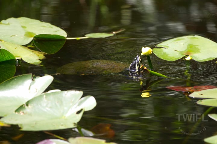 What's so special about the Everglades and Big Cypress National Preserve?