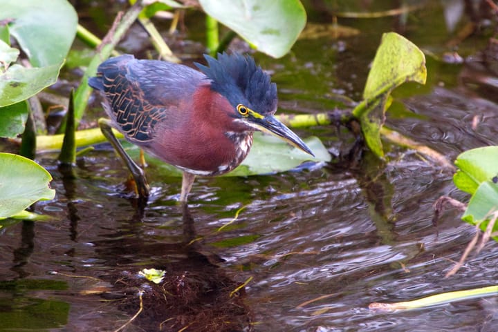 Early March in Everglades National Park