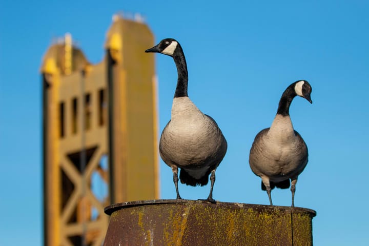 California isn't liberal, y'all