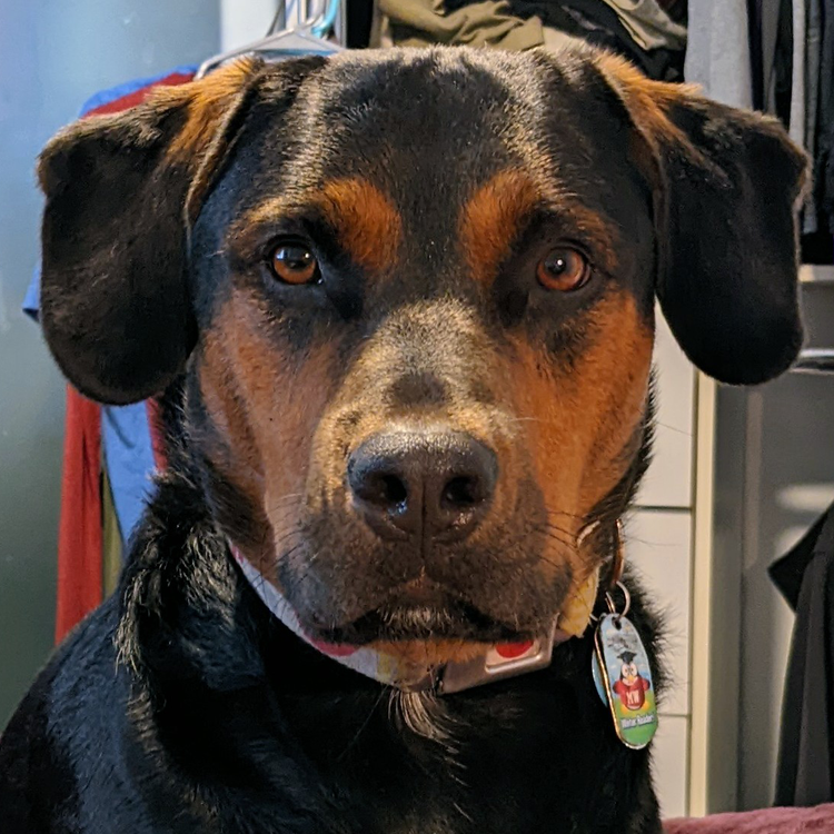 A picture of a black and brown dog staring at the camera. 