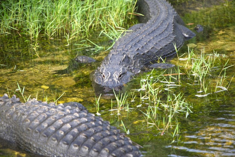 Alligator Alcatraz and the Fourth of July: Week ending July 4