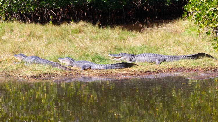 Prayer vigils, fear and birds in Florida: the week ending January 16, 2026