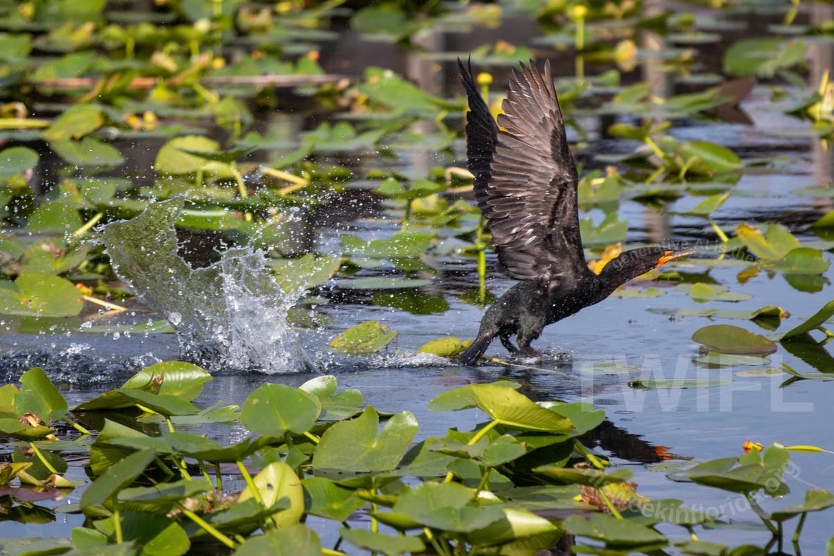 Where are our Florida taxpayer dollars going again? August 29, 2025